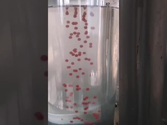 Canabisオイルのオリーブ・オイル13kw Softgelのカプセル封入機械